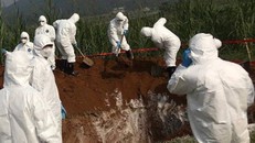 Cán bộ thú ý tiêu hủy lợn nhiễm dịch tại Hưng Yên