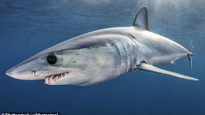 Cá mập đang nguy cấp hơn bao giờ hết