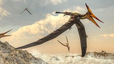 Phác họa về loài thằn lằn bay. (Nguồn: The Daily Beast)