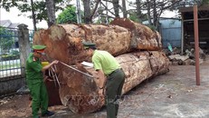 Tang vật vụ án. Ảnh: Ngọc Minh