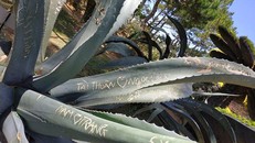 Thân cây ở Thung lũng tình yêu Đà Lạt bị du khách viết bậy. Ảnh: Minh Dương.