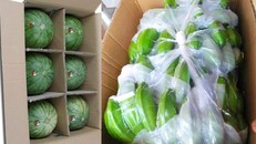  Một số loại trái cây xuất khẩu vào Trung Quốc phải tuân thủ quy định nghiêm ngặt. Ảnh: N. N