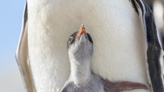 Khu vực sinh sống lớn thứ hai của chim cánh cụt tại Nam Cực đã hoàn toàn biến