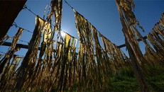 Công ty Mexico sản xuất loại giầy tuyệt vời từ rong biển và nhựa tái chế