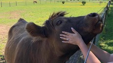 Dịch vụ ôm bò thư giãn tại một trang trại ở Mỹ đang được nhiều người quan tâm.