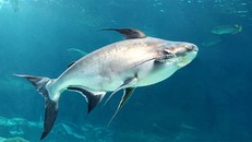 Quần thế các loài cá lớn trên quy mô toàn cầu đang có xu hướng “biến mất” dần dần.