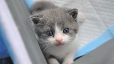 Garlic - chú mèo nhân bản vô tính đầu tiên của Trung Quốc. (Ảnh: Sinogene Technology).