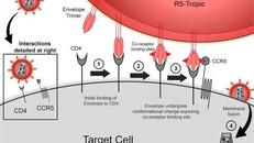 Một đột biến gene khá hiếm giúp cơ thể người chống lại sự lây nhiễm virus HIV. (Nguồn: sciencedirect.com).