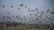 Đàn ngỗng cùng bay đi tìm nơi sinh sôi mới - (Ảnh: GETTY IMAGES).