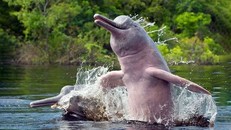 Cá heo sông Amazon. (Ảnh: Newsela).