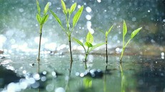 Thực vật thực tế cũng biết “sợ” khi trời mưa.