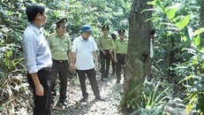 Chính quyền địa phương và lực lượng chức năng kiểm tra công tác bảo vệ rừng lại rừng phòng hộ lưu vực sông Bến Hải