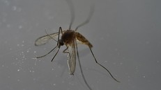 Muỗi Aedes Aegypti. Ảnh: AFP