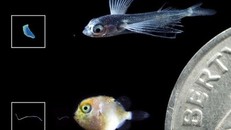 Nhựa siêu nhỏ dễ dàng bị cá con nuốt phải. (Ảnh: NOAA Fisheries)