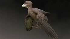 Hình ảnh phục dựng loài Fukuipteryx prima. (Ảnh: SWNS).