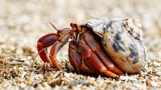 Những con ốc mượn hồn đang bị ảnh hưởng nghiêm trọng bởi ô nhiễm nhựa.