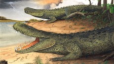 Cá sấu caiman tiền sử nặng ngang voi châu Á ngày nay. (Ảnh: AFLY)