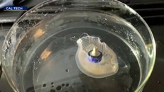 Sứa cyborg mở ra tiềm năng lớn cho việc tạo ra các loài sinh vật cơ khí khác. (Ảnh: Caltech).