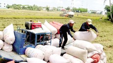 Bộ Công Thương đề xuất cho xuất khẩu gạo trở lại bình thường từ 1/5