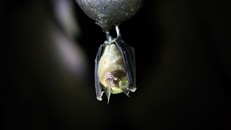 Một nhà khoa học của Tổ chức Y tế Thế giới (WHO) cho biết dịch Covid-19 xuất phát từ loài dơi. Ảnh: Tân Hoa Xã