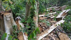 Thời gian gần đây, tình trạng khai thác rừng trái pháp luật diễn ra phức tạp ở khu vực giáp ranh giữa Khu bảo tồn thiên nhiên Ea Sô, huyện Ea Kar, tỉnh Đắk Lắk với huyện Krông Pa, tỉnh Gia Lai.