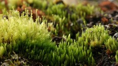 Thực vật có thể… 'nhắn tin' với nhau