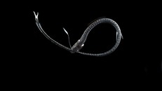 Hình ảnh cá rồng Thái Bình Dương siêu đen.