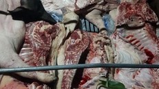 Phát hiên gần 1 tấn lợn và thịt lợn mắc dịch tả lợn châu Phi