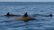 Mới đây, một con cá voi mũi khoằm đã lặn liên tục gần 4 giờ đồng hồ dưới biển, tức là lâu gấp gần 7 lần những gì các nhà khoa học cho rằng đặc điểm cơ thể và trao đổi chất của chúng có thể cho phép. 