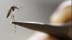 Trí tuệ nhân tạo có thể xác định nhanh chóng và chính xác các loại muỗi mà cả chuyên gia vẫn chưa phân biệt được - (Ảnh: REUTERS).