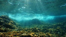 Con người đã thay đổi âm thanh đại dương