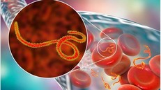 Virus Ebola có thể ẩn náu nhiều năm trong cơ thể người?