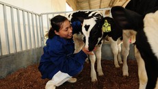 Các nhân viên trang trại chăm sóc đàn bò từ quan điểm “lấy bò làm trung tâm”.