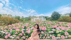 Vườn hoa cẩm tú cầu lãng mạn tại FLC Sầm Sơn đầu tháng 4 sẽ trở lại rực rỡ tại Hạ Long (Ảnh: Thu Hiền)