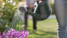 Làm vườn giúp cải thiện sức khỏe và giảm căng thẳng