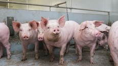 Philippines: Ban bố tình trạng thảm họa do dịch tả lợn châu Phi