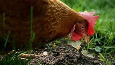 Gà và gia cầm có liên quan đến dịch bệnh nhiễm khuẩn salmonella tại Mỹ trong thời gian qua. Ảnh: Getty Images