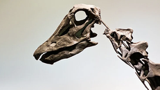 Giả thuyết khủng long tuyệt chủng trước khi tiểu hành tinh va chạm Trái đất