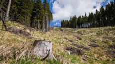 EU đặt mục tiêu trồng 3 tỷ cây xanh vào năm 2030