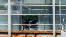 Nga cấm nuôi nhốt động vật biển trong thủy cung