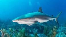 Kháng thể trong cá mập có thể ngăn ngừa virus SARS-CoV-2