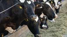 Người nuôi gia súc ở Pháp tìm giải pháp đối phó với tiết trời nắng nóng