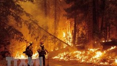 Hàng nghìn ha rừng bị thiêu rụi chỉ trong một ngày tại bang California