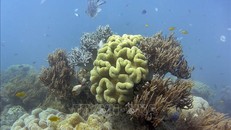 Đàm phán về Hiệp ước Bảo vệ đa dạng sinh học các vùng biển quốc tế tiếp tục bế tắc