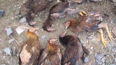 Ba Lan ghi nhận ổ dịch cúm gia cầm