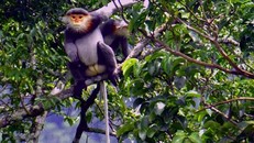 Việt Nam sẵn sàng huy động mọi nguồn lực để bảo tồn đa dạng sinh học