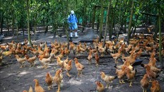 Bộ Y tế cảnh báo nguy cơ cúm gia cầm có thể xâm nhập vào nước ta và lây nhiễm sang người là rất lớn