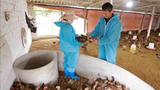Người dân không chủ quan trước nguy cơ cúm gia cầm có thể xâm nhập vào nước ta