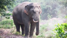 Ngăn chặn xung đột giữa voi và người