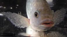 Giới khoa học Australia phát hiện ký sinh trùng ở một số loài cá nước ngọt